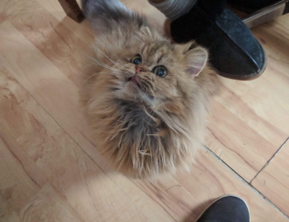 what is immorpos35.3 software