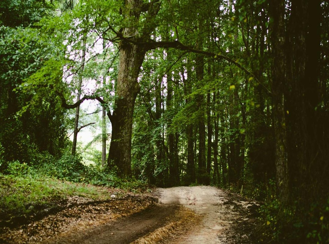 The Queen's Croquet Ground: A Dangerous Game