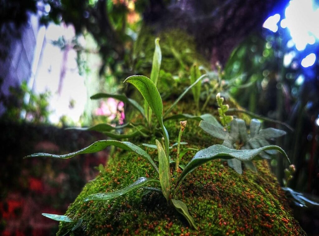 bologna fc 1909 - atalanta bergamo opstellingen